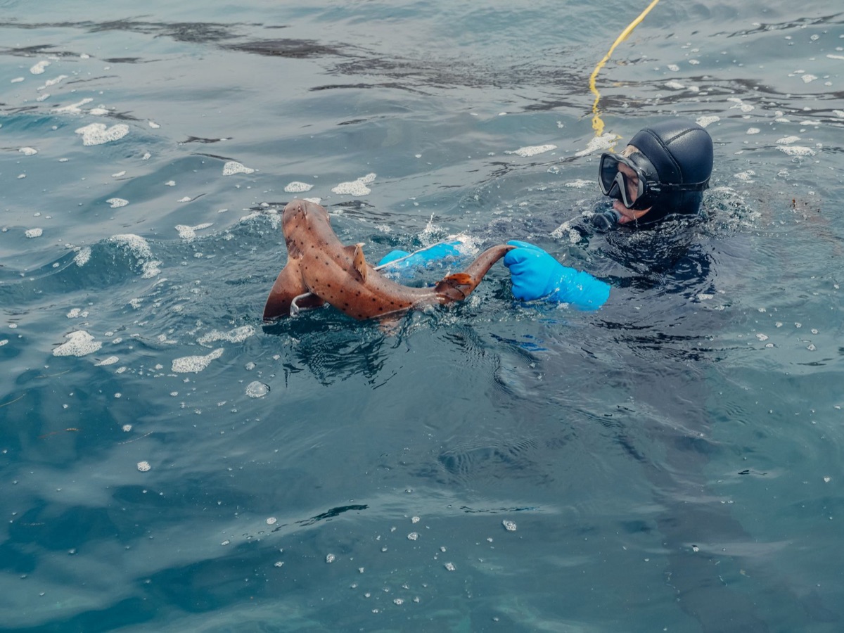 shark diving equipment