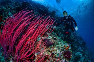 Activités Fidji : De l'immersion au surf, 8 niveaux pour tous