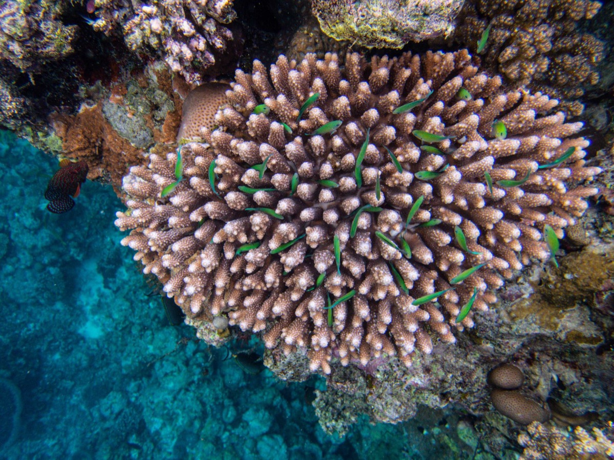 snorkelando com tartarugas no mar de fiji