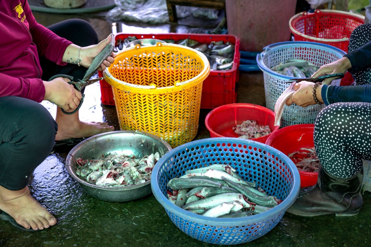 當地漁市裡的魚類與市場環境