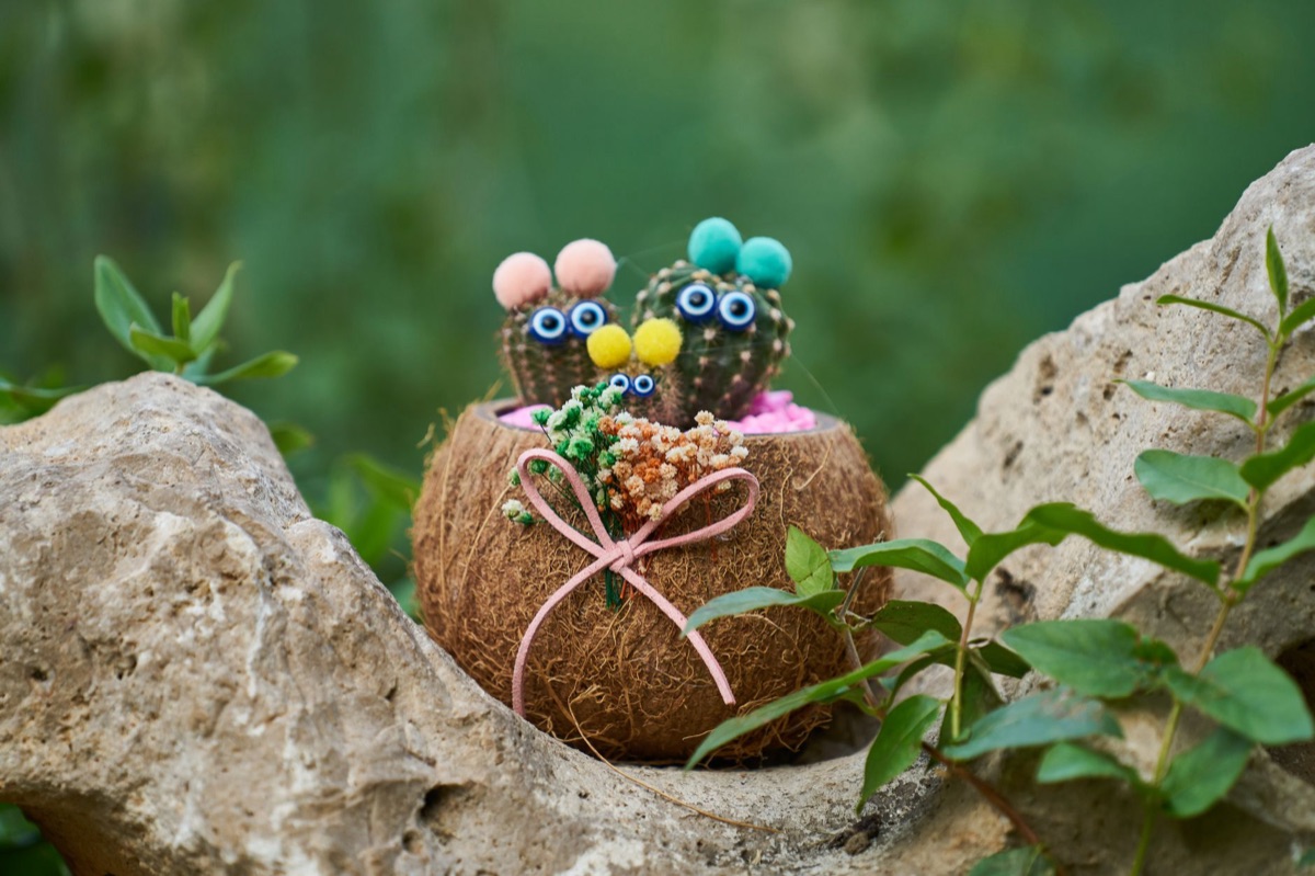 Arrangement of coconut shells used in Fijian ceremony.
