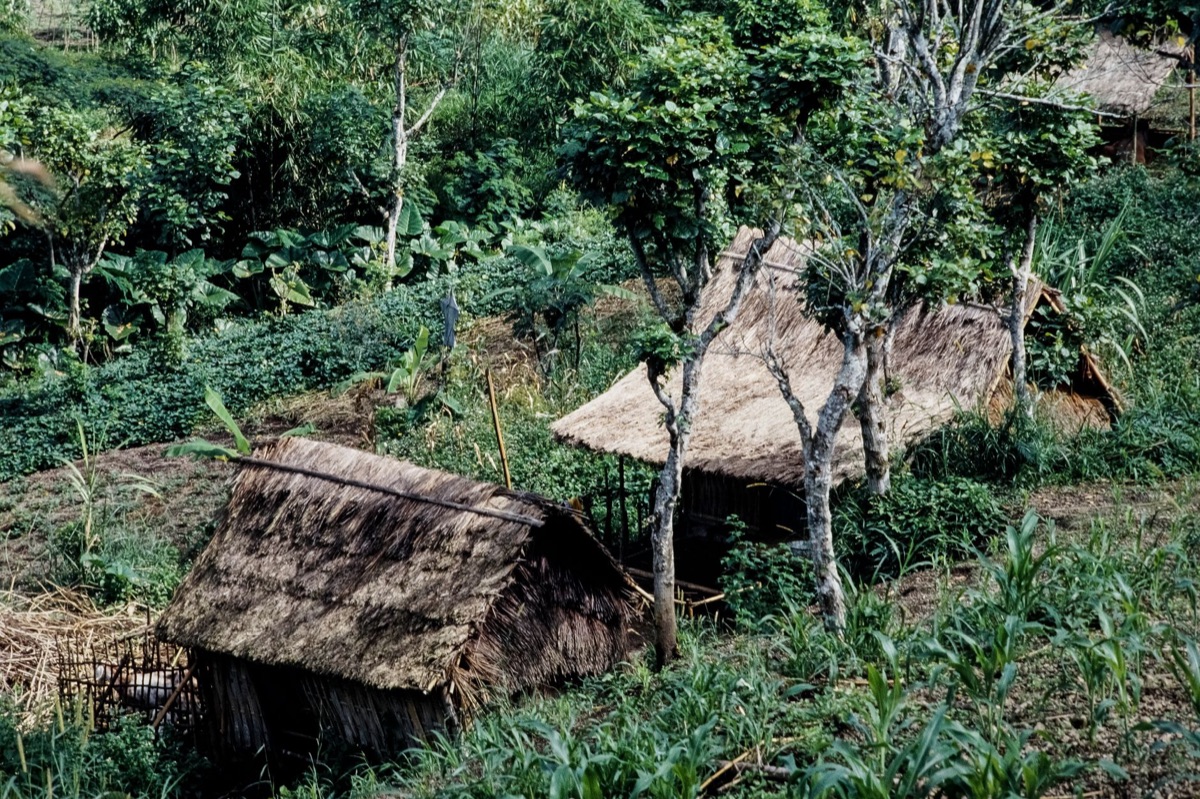 Fijian village with traditional houses