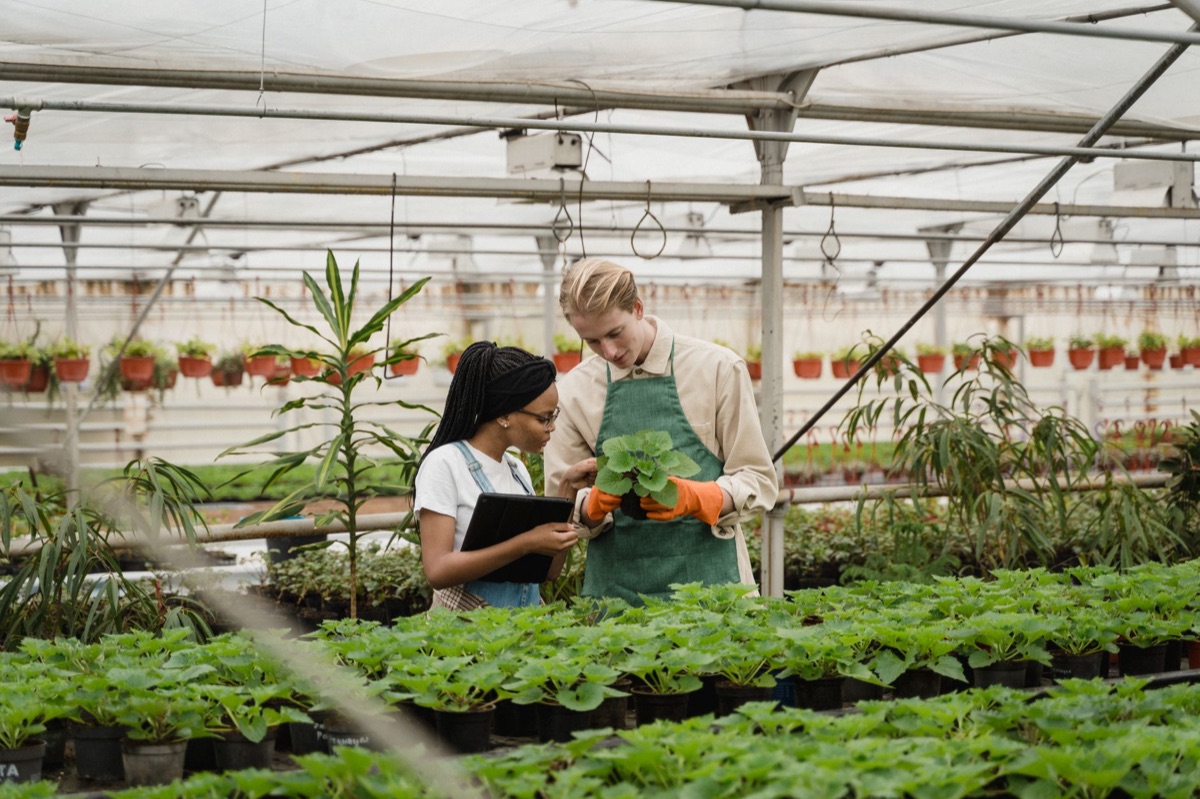 Fiji agricultural research center
