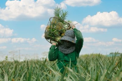 17,1% tierra agrícola: I+D asegura la base productiva de Fiyi