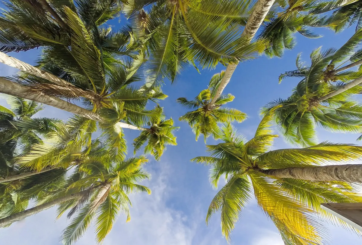 trees, summer, beach, nature, spring, green, clouds, landscape, tropical, sky, blue sky, palm, outdoor, travel, sea, ocean, holiday, resort, coconut, tourism, b